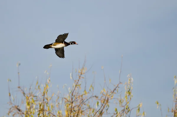 Pato macho de madera volando bajo sobre los humedales — Foto de Stock