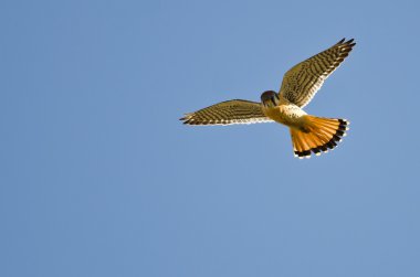 Mavi Gökte Uçan Amerikan Kerkenezi