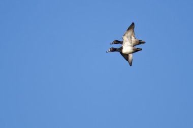 İki yüzük - boyunlu yakın mavi gökyüzünde uçan ördek
