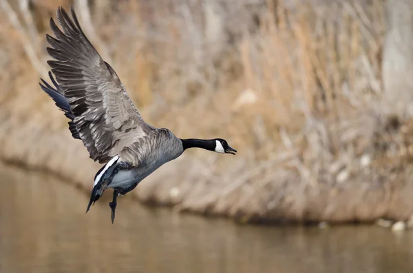 Canada Goose Coming in for a Landing — Stock Photo, Image