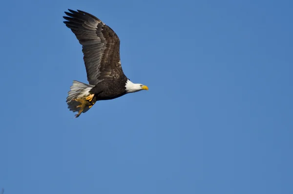 Águia careca voando em um céu azul carregando um esquilo meio comido — Fotografia de Stock