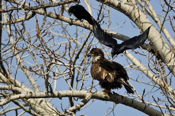 アメリカのカラスに襲われている若いハクトウワシ — ストック写真