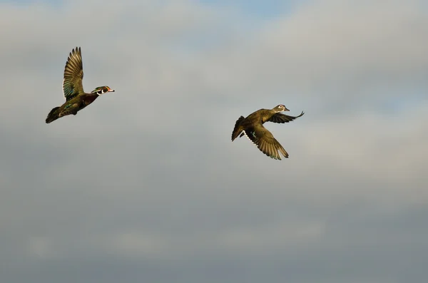 Paire de canards en bois volant dans un ciel bleu nuageux — Photo