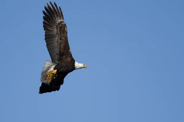 Skallig örn flyger i en blå himmel som bär ett halvt uppäten ekorre — Stockfoto