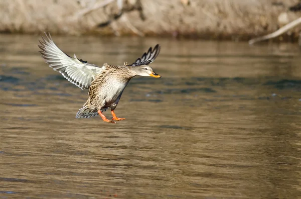 Canard colvert qui débarque sur la rivière — Photo