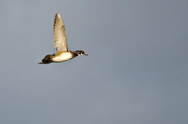 Canard en bois mâle volant dans un ciel nuageux — Photo