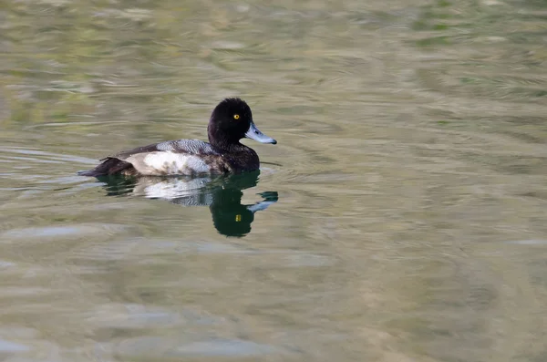 Mężczyzna Scaup pływanie w zielony staw — Zdjęcie stockowe