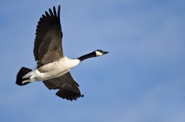 Kanada Kuğusu Mavi Gökte Uçuyor