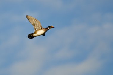 Erkek ahşap bir mavi gökyüzünde uçan ördek