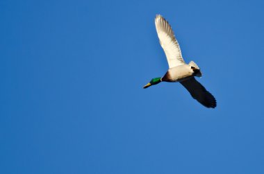 mavi gökyüzünde uçan erkek yeşilbaş ördek
