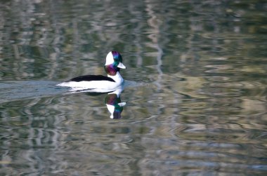 Bufflehead ördek hala gölet sularda yüzme