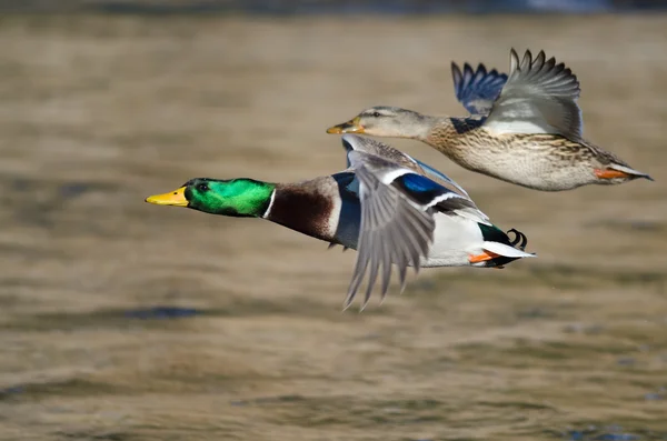 Par de patos Mallard volando bajo sobre el río — Foto de Stock