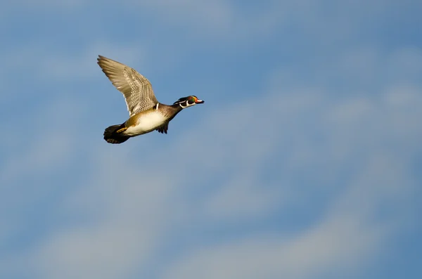 Manliga trä anka flyger i en blå himmel — Stockfoto