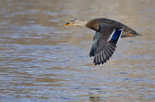 Mallard Duck Flying Low Over the River — Stock Photo, Image