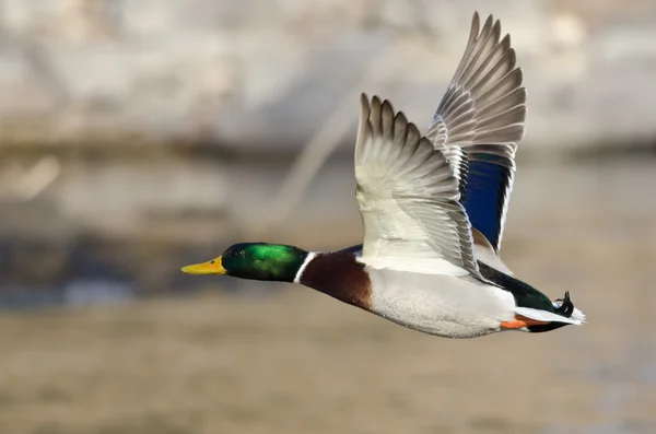 Düşük Nehri üzerinde uçan yeşilbaş ördek
