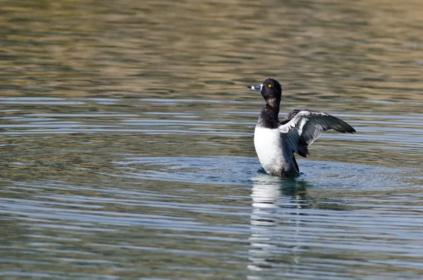 Ring-Necked Duck Stretching Its Wings While Resting on the Water — Stock Photo, Image