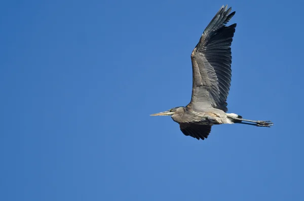 Great Blue Heron Flying in a Clear Sky — Stock Photo, Image