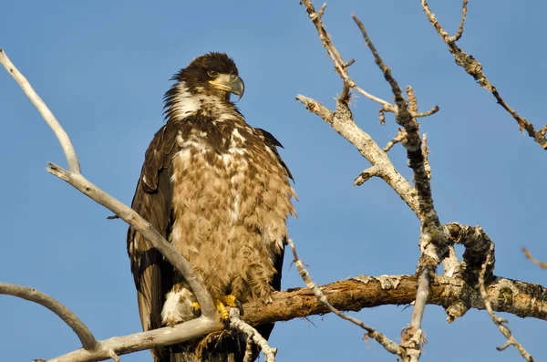 Young Bald Eagle Surveying the Area While Perched High in a Barren Tree