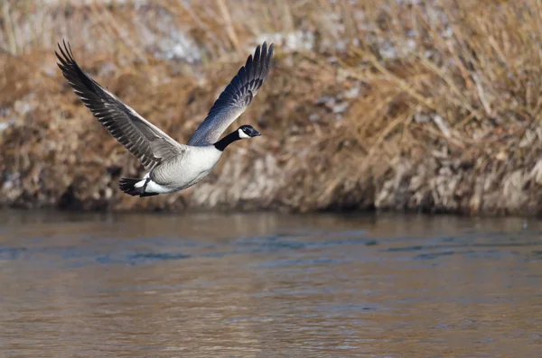 Kanadagås flyger lågt över floden — Stockfoto