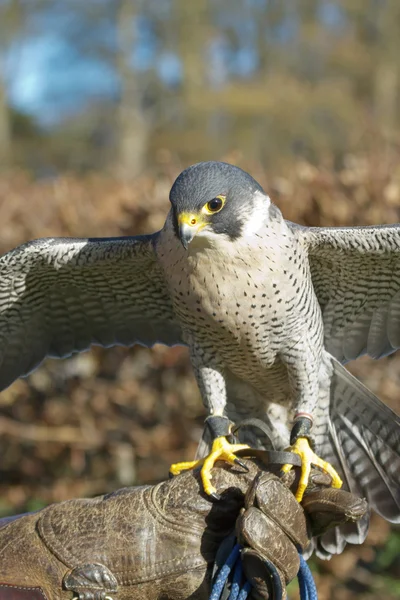 Ausgebildeter Wanderfalke auf dem Handschuh eines Trainers — Stockfoto