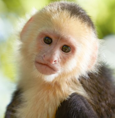 Portrait of white headed capuchin monkey clipart