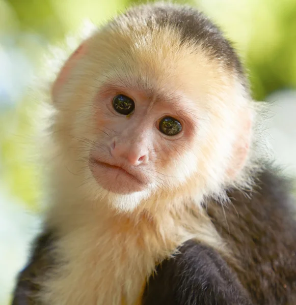 Beyaz başlı capuchin maymunu portresi