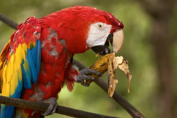 Красный попугай ара, поедающий банан . — стоковое фото