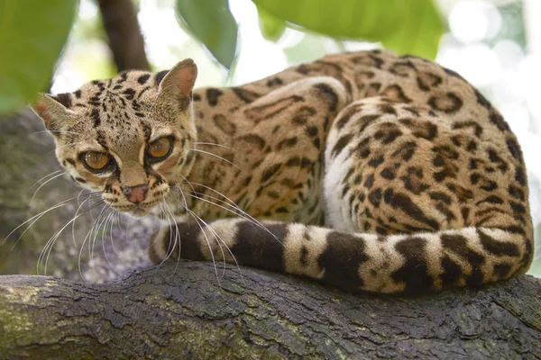 Žijících živočichů Margay sitiing na větvi v tropickém lese — Stock fotografie