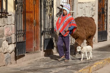 Cuzco, Peru - 27 Kasım 2011 - Perulu çocuk lamas ailesiyle Cuzco Peru sokakta yürüme 
