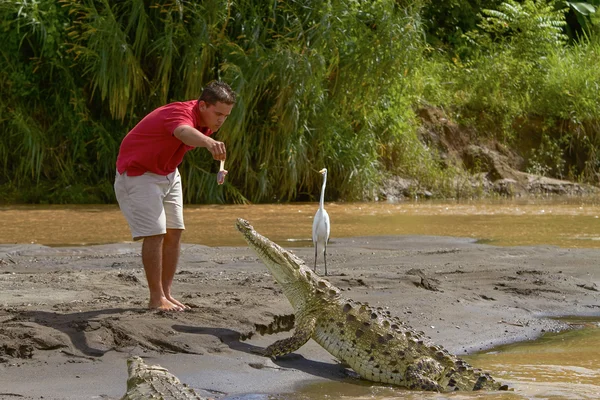 一名年轻的男子，喂养鳄鱼在哥斯达黎加的一条河流的岸边 — 图库照片