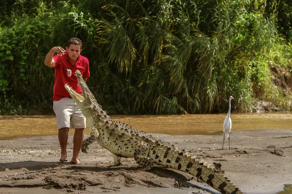 Un jeune homme nourrit un crocodile au bord d'une rivière au Costa Rica — Photo