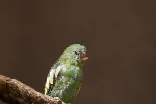 Крупный план попугая с поврежденным клювом — стоковое фото