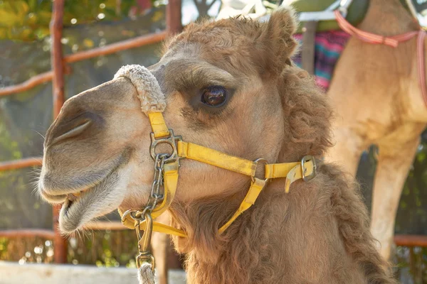 The Facial Expression of a Camel in Cozumel Mexico — Stock Photo, Image