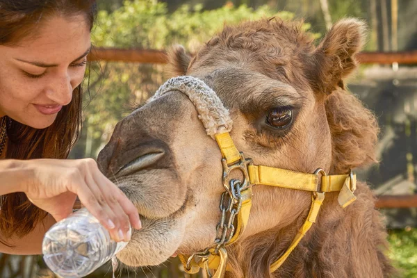 Young Woman Giving Water to Camel — Stock Photo, Image