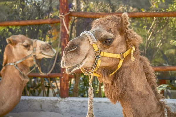 Two Smiling Camels in Cozumel Mexico — Stock Photo, Image
