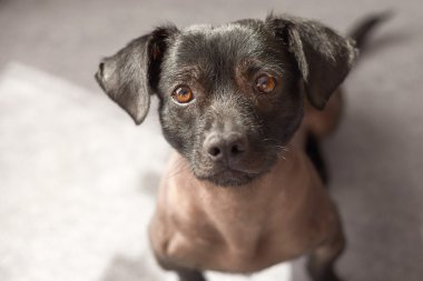 Kamerayı düz seyir karışık Perulu köpek yavrusu