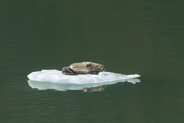斑海豹与婴儿在特蕾西的手臂阿拉斯加冰山上 — 图库照片