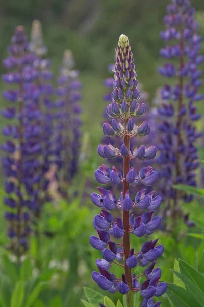 Schöne Lila Lupinen Erbsen Wildblumenbeet Geiranger Norwegen Stockbild