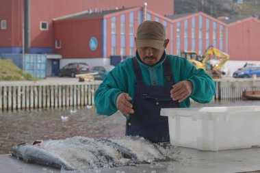 Qaqortoq, Grönland - 28 Ağustos 2017: Eskimo adam Qaqortoq Grönland 'da taze balık hazırlıyor.