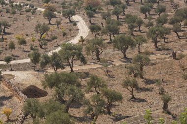 Sıcak yaz gününde İsrail 'in Kudüs' ünde Zeytin Dağı 'nda zeytin ağaçları.