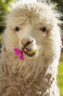Beyaz lama çiğneme Lila çiçek, arequipa, peru
