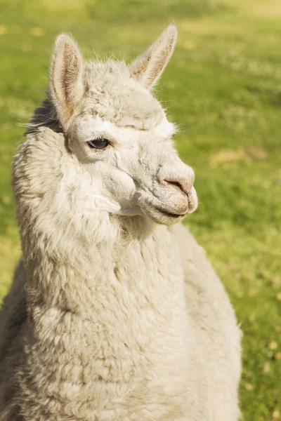 Close up van lama opleggen van het gras, arequipa, peru — Stockfoto