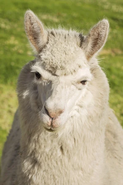 Närbild på lama om på gräs, arequipa, peru — Stockfoto