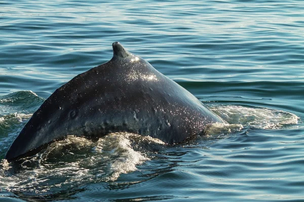 ダイビングの直前のザトウクジラの詳細 — ストック写真