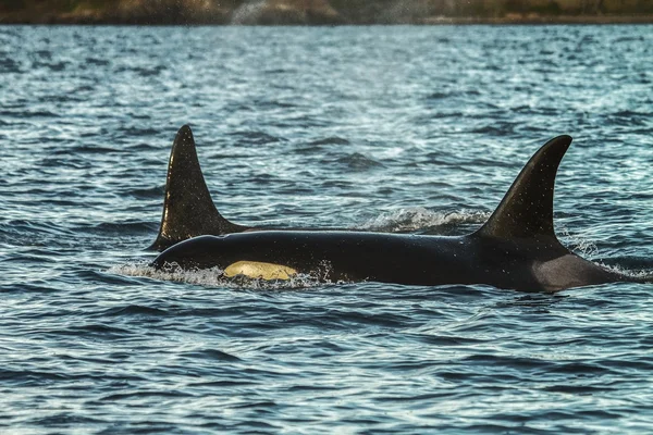 Detail of two orcas — Stock Photo, Image