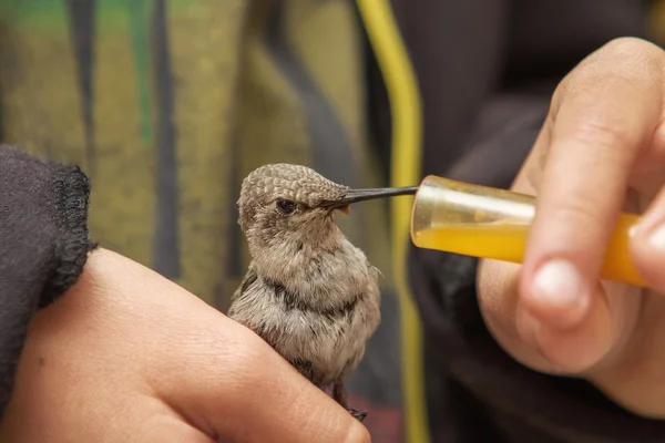 Hummingbird feeding on nectar by a boy — Stock Photo, Image