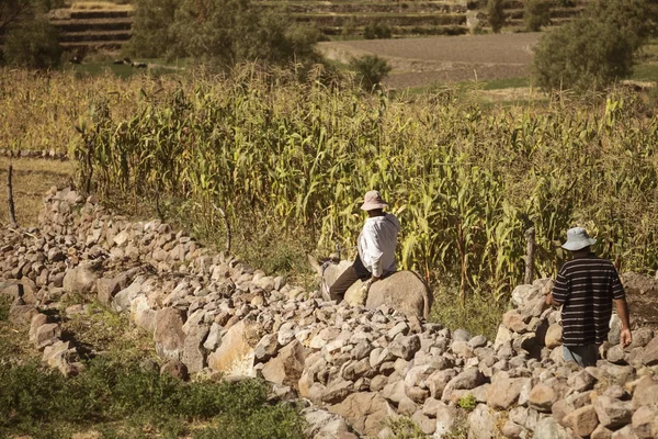 Dos locales trabajando en un campo de maíz — Foto de Stock