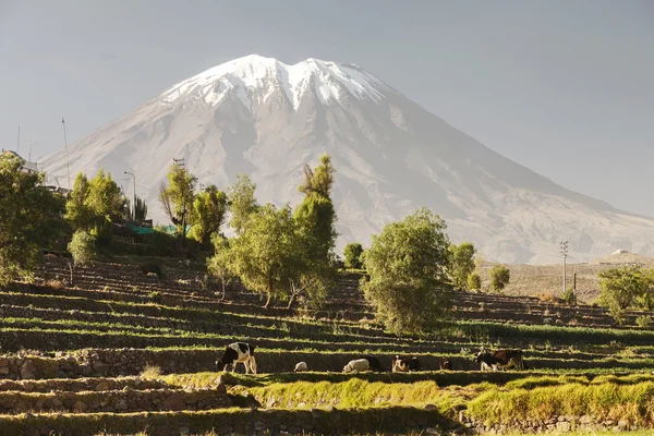 Inca's gardens with farm animals and volcano Misti — Stock Photo, Image