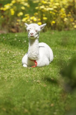 Besleme sonra yatarken bebek Lama