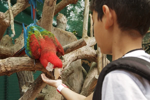 Jovem menino alimentando papagaio da mão — Fotografia de Stock